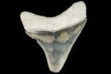 Serrated, Fossil Megalodon Tooth - Florida #110462-1